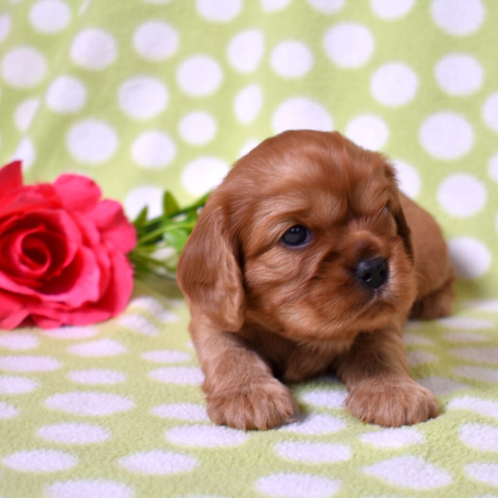 ruby cavalier king charles spaniel puppies