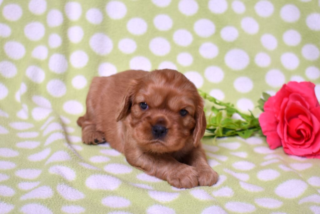 ruby cavalier king charles spaniel puppies for sale