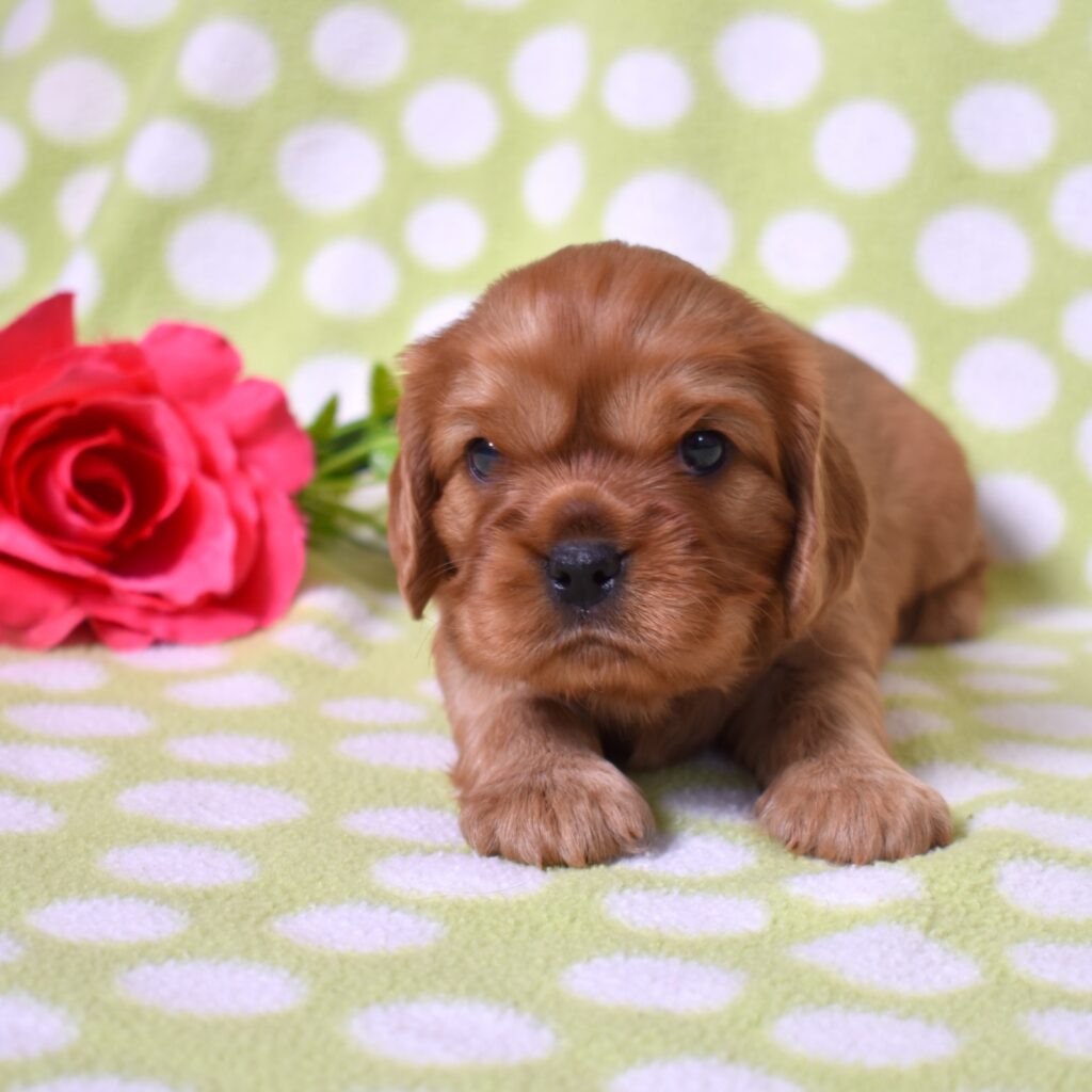 ruby cavalier puppies