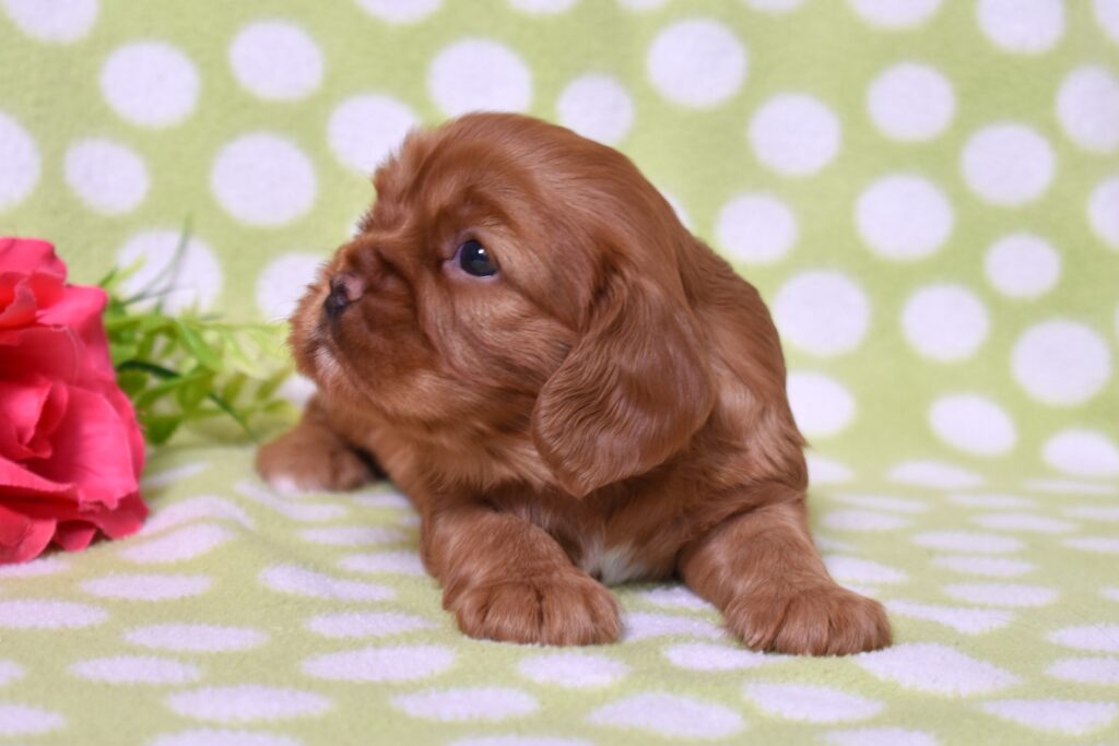 ruby cavalier puppy