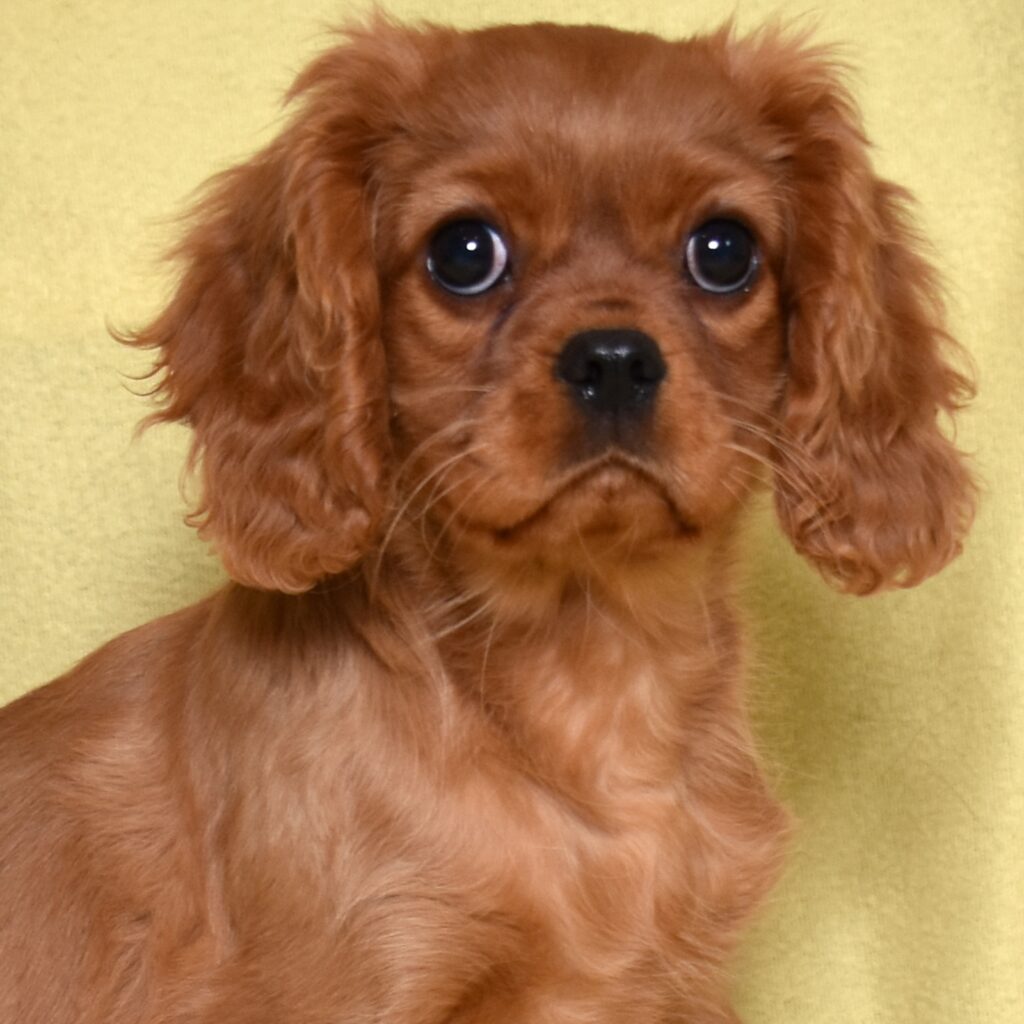 ruby king charles cavalier