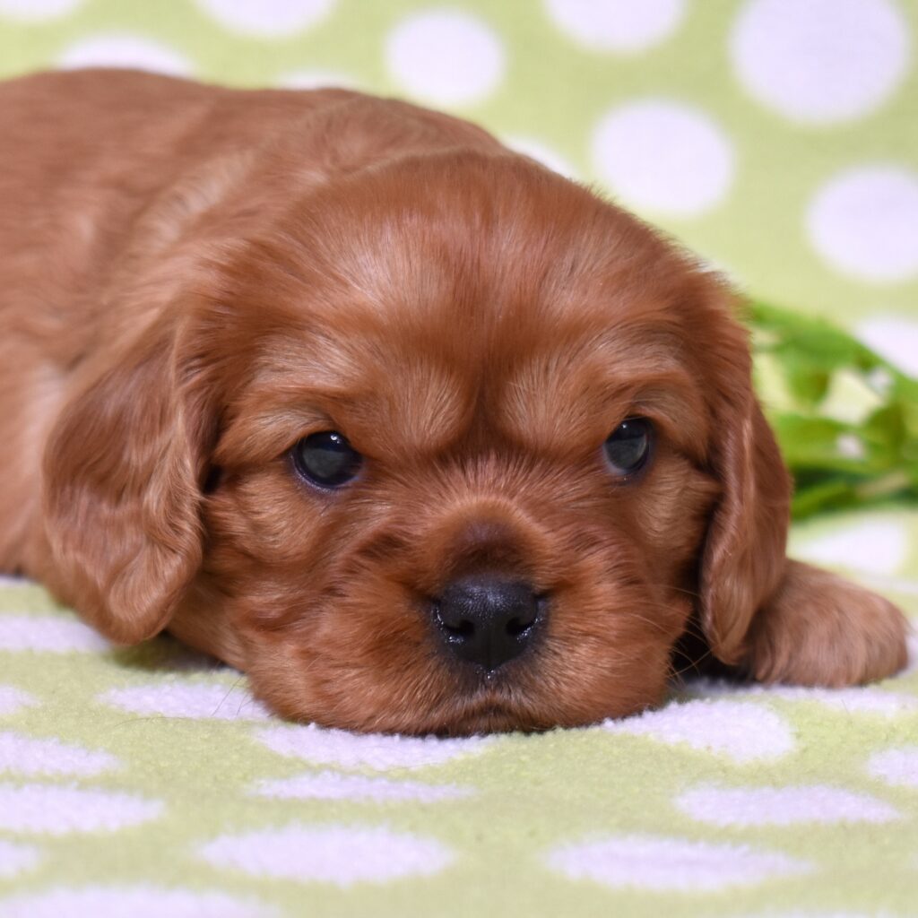ruby king charles cavalier puppy