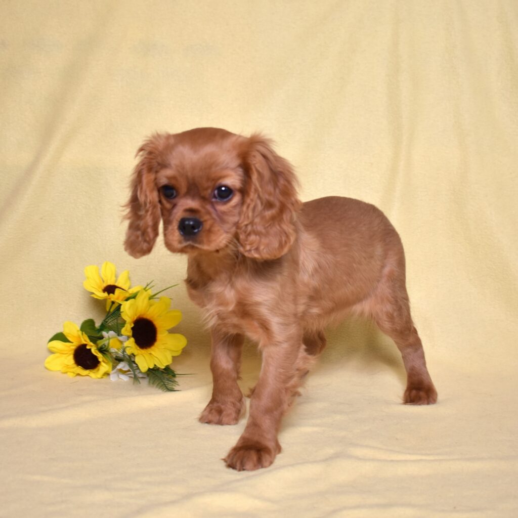 ruby king charles cavalier puppy adoption