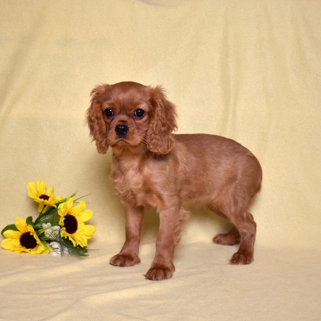 ruby king charles cavalier puppy breeder