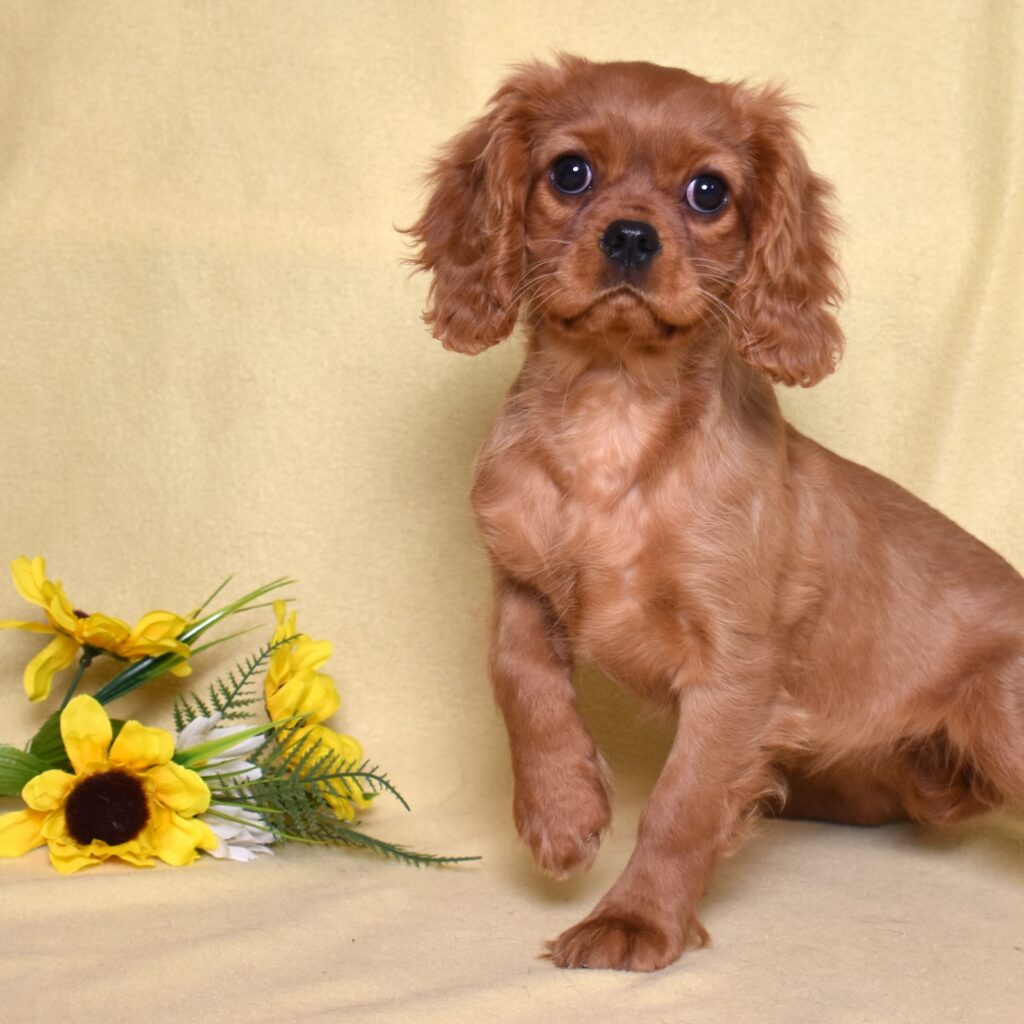 ruby king charles cavalier puppy female