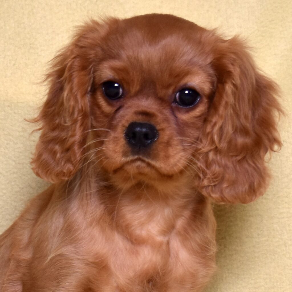 ruby king charles cavalier puppy for sale