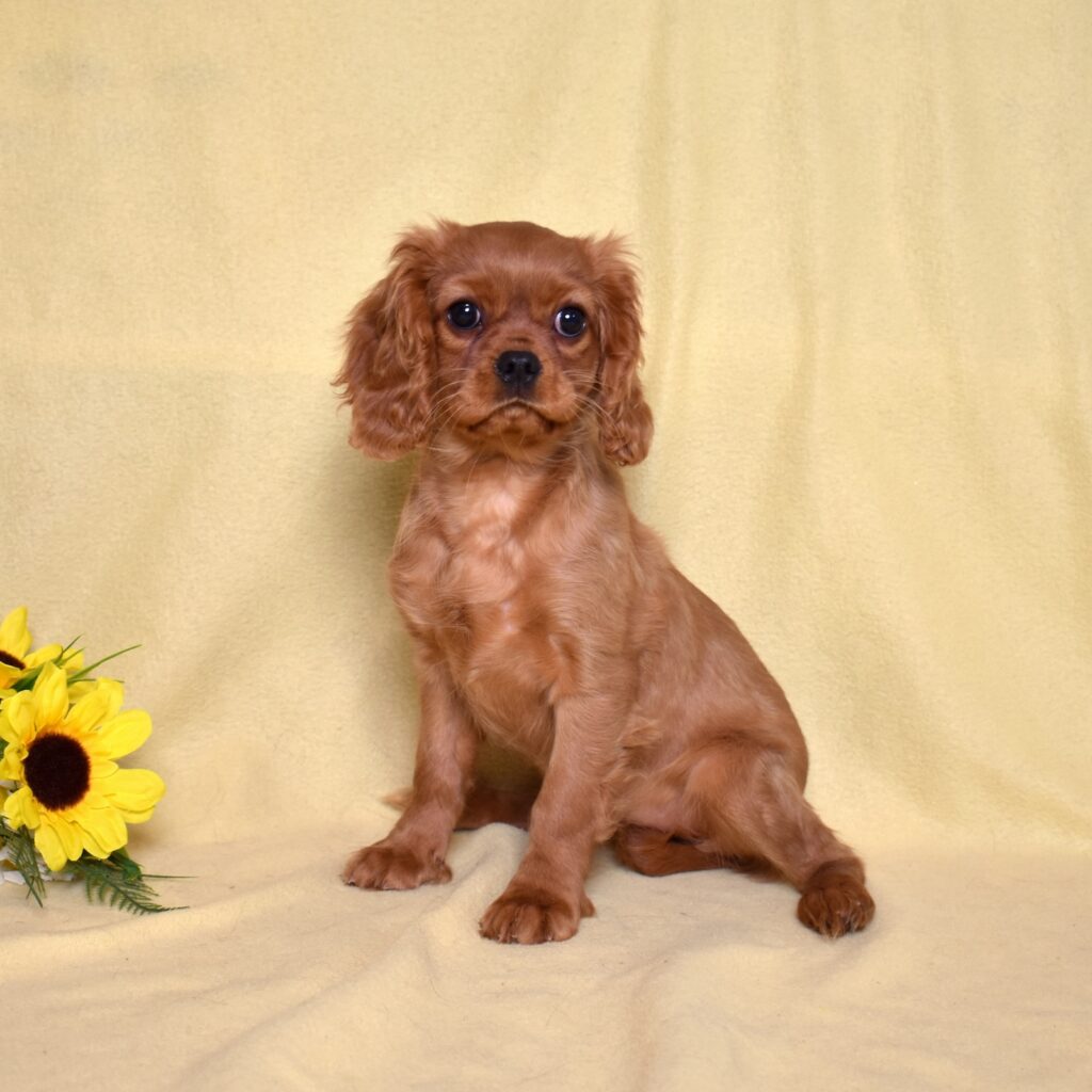 ruby king charles cavalier puppy for sale near me