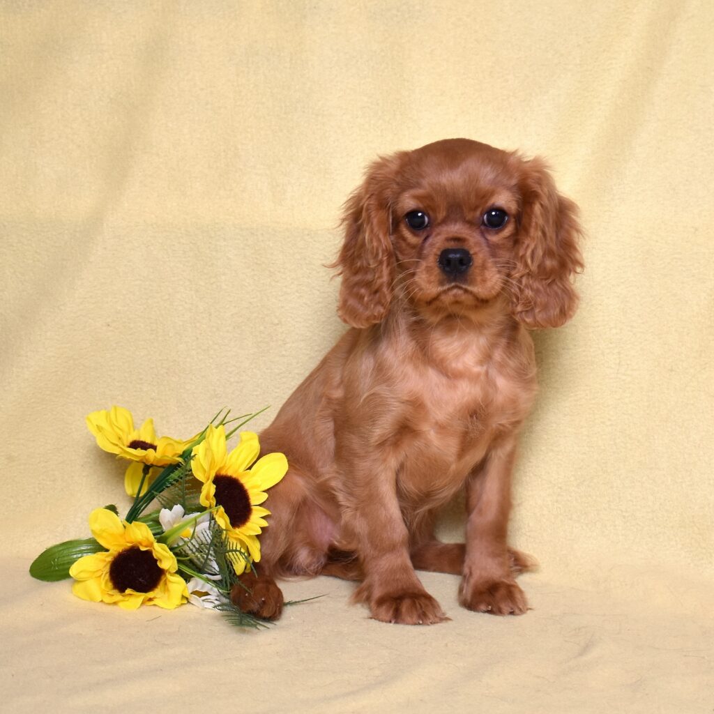 ruby king charles cavalier puppy near me
