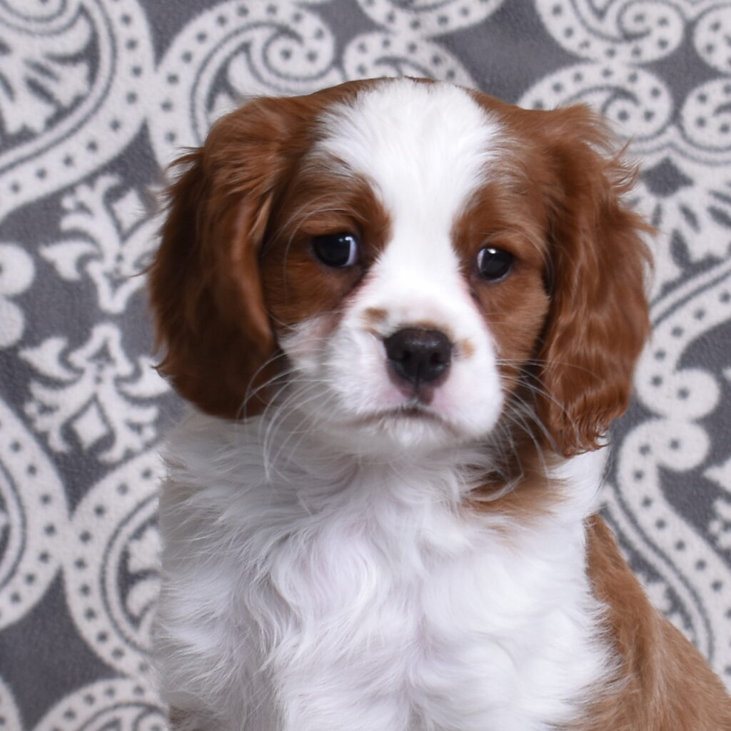 Blenheim Cavalier Puppy