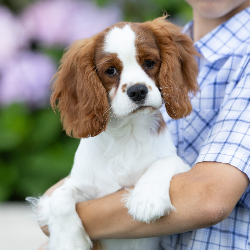 Blenheim Cavalier Puppy