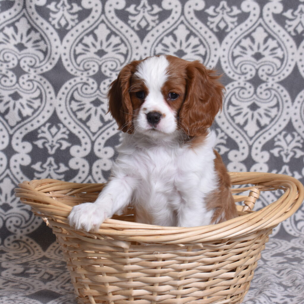 Blenheim Cavalier Puppy breeder