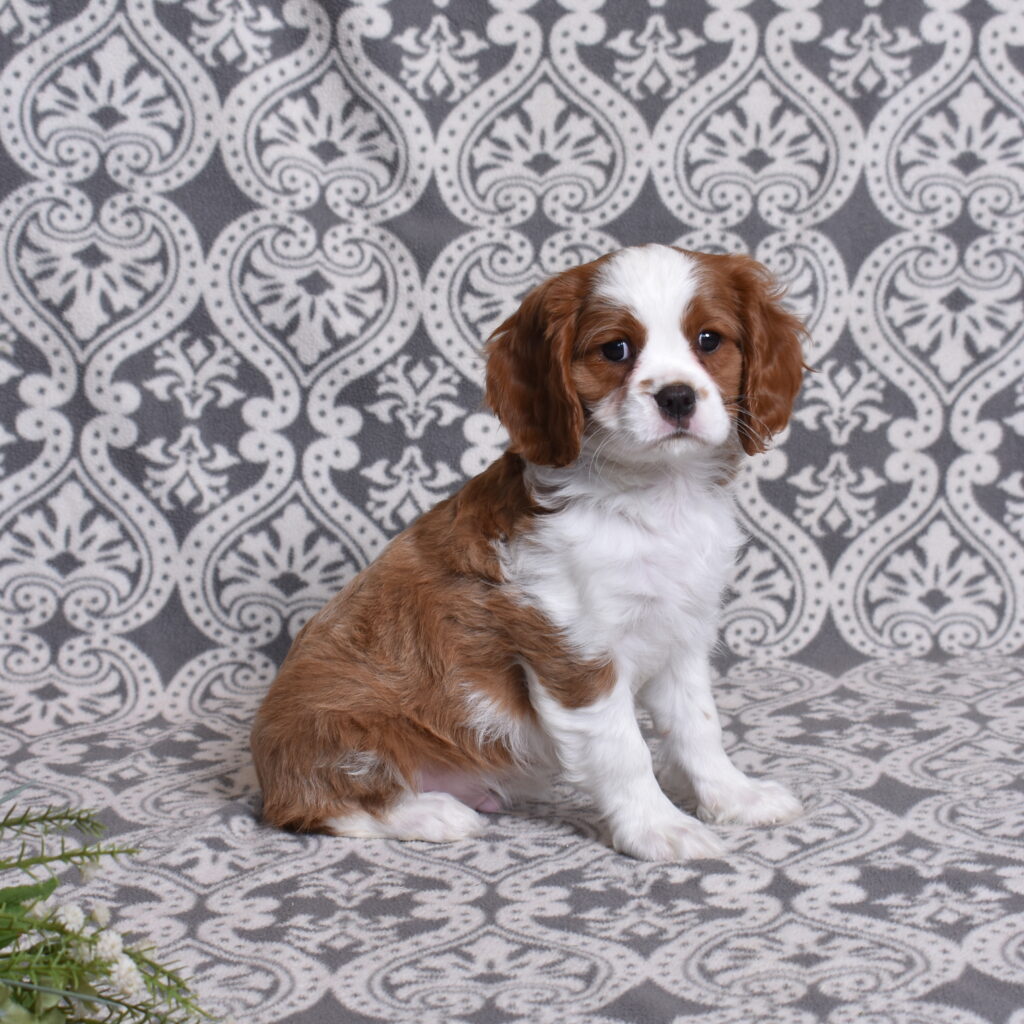 Blenheim Cavalier Puppy for sale