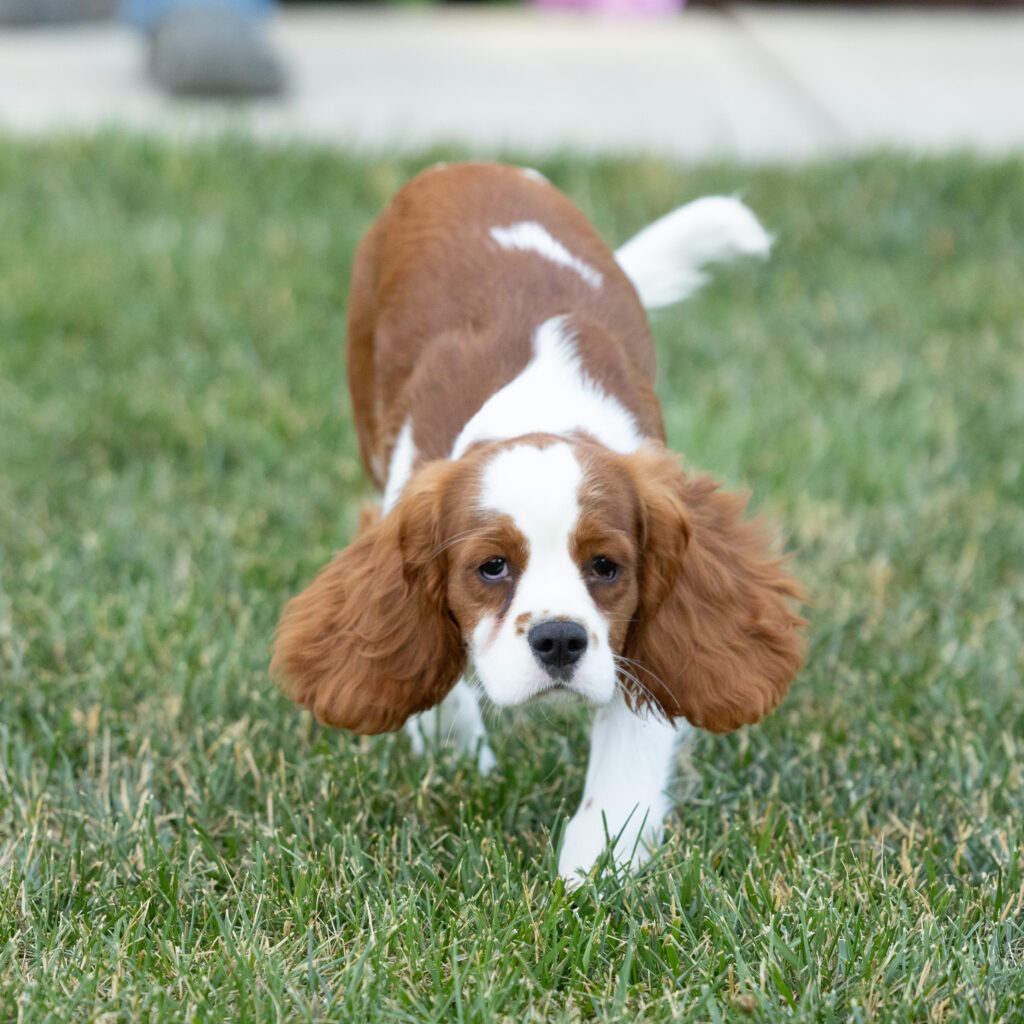 Blenheim Cavalier Puppy for sale