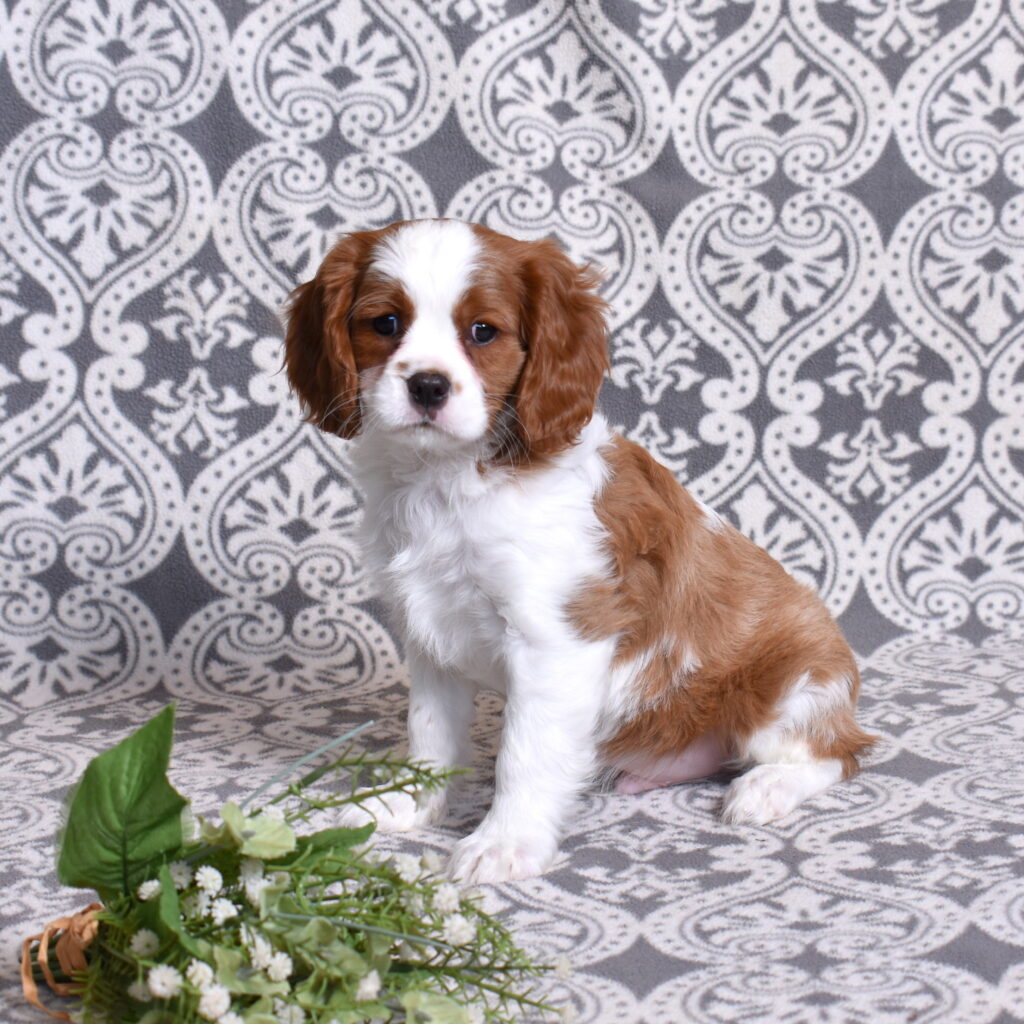 Blenheim Cavalier Puppy for sale near me