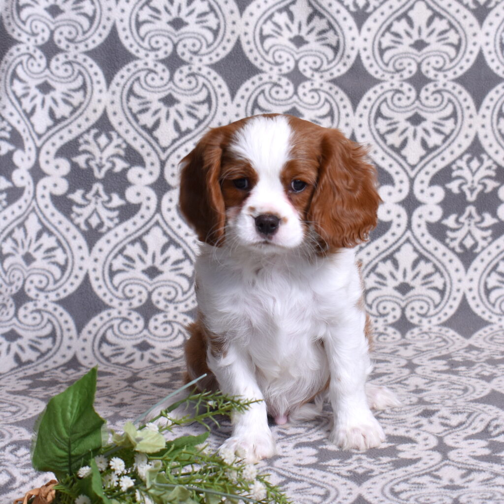 Blenheim Cavalier Puppy for sale near pa