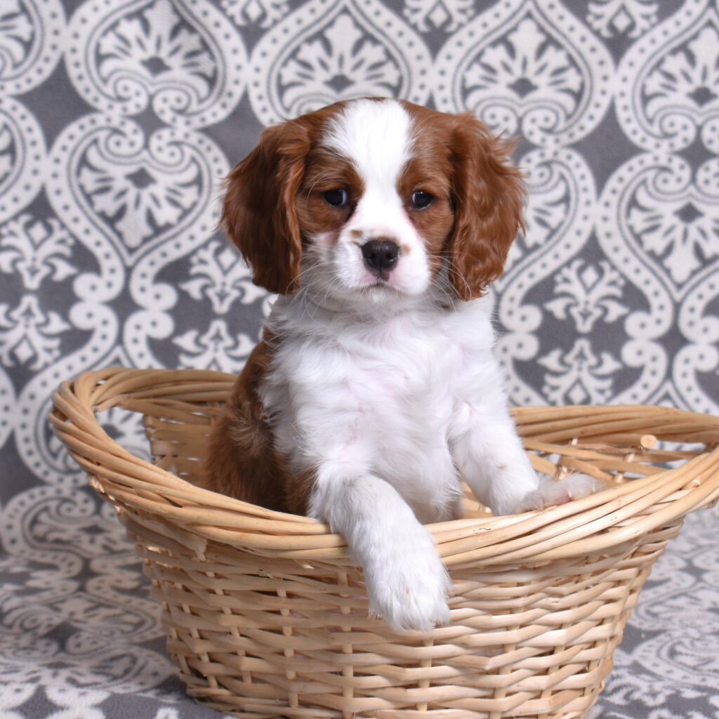 Blenheim Cavalier Puppy for sale pa
