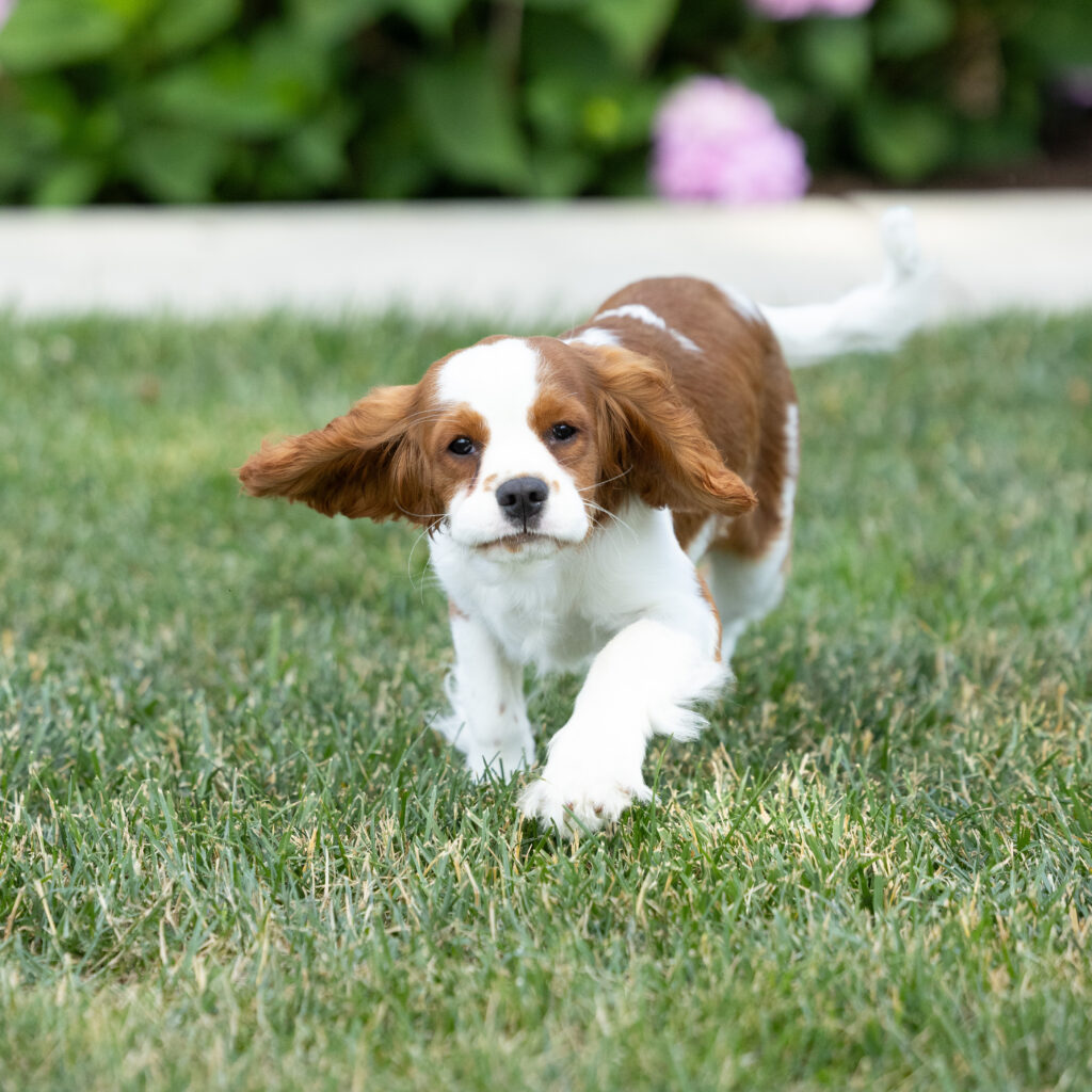 Blenheim Cavalier Puppy near me