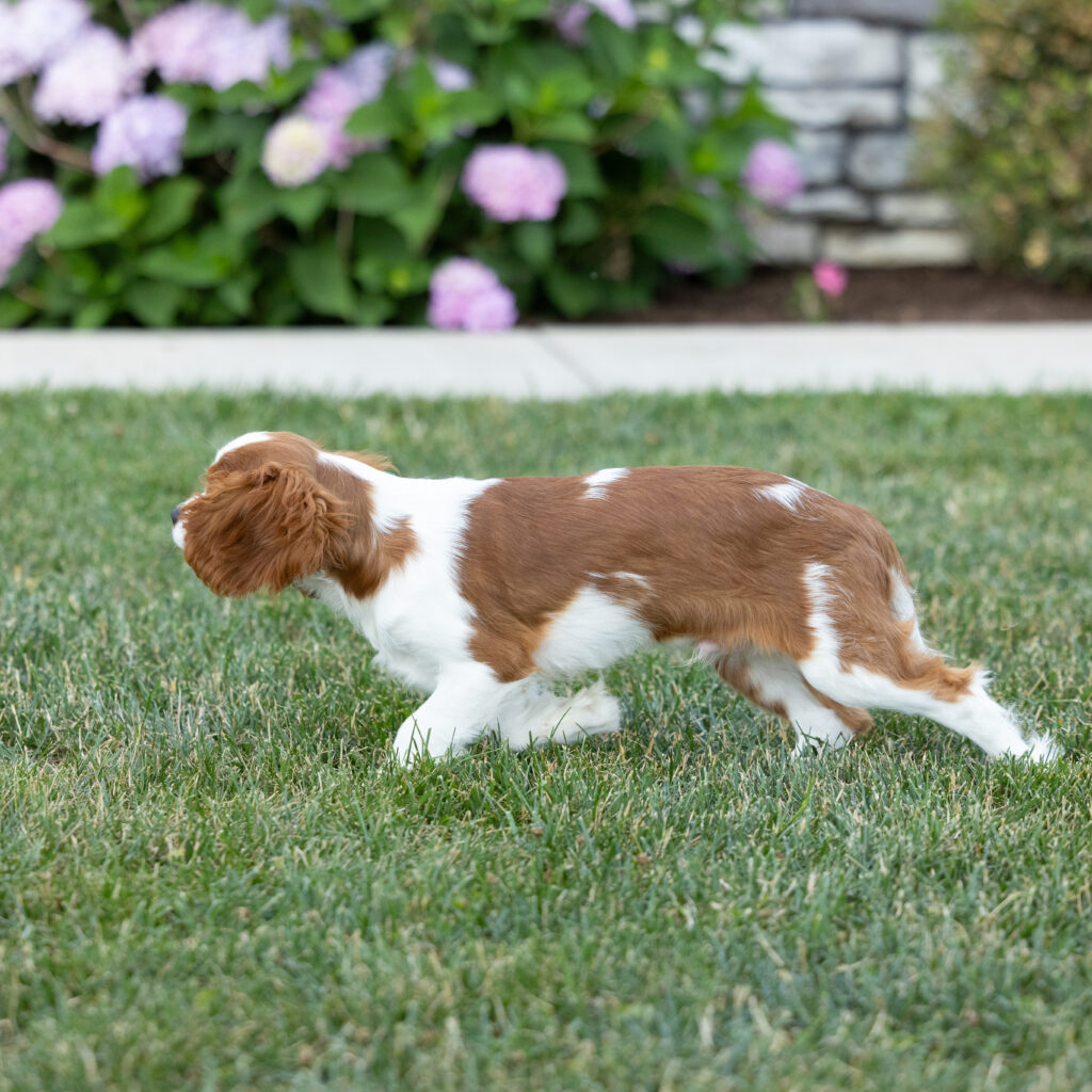 Blenheim Cavalier Puppy pa