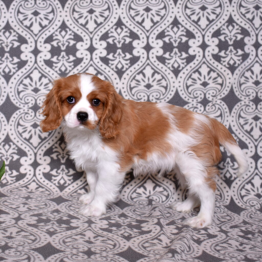 Blenheim Cavalier for sale little stream puppies