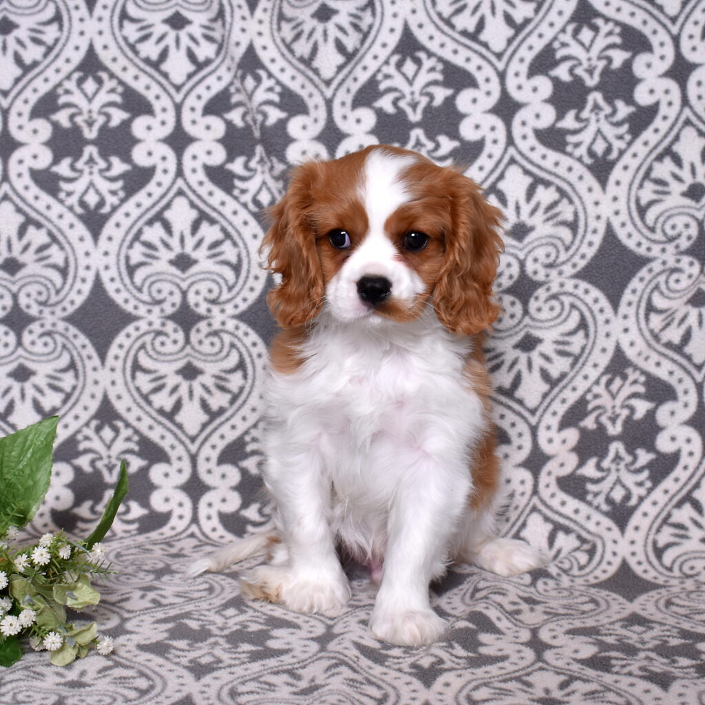 Blenheim Cavalier for sale near me