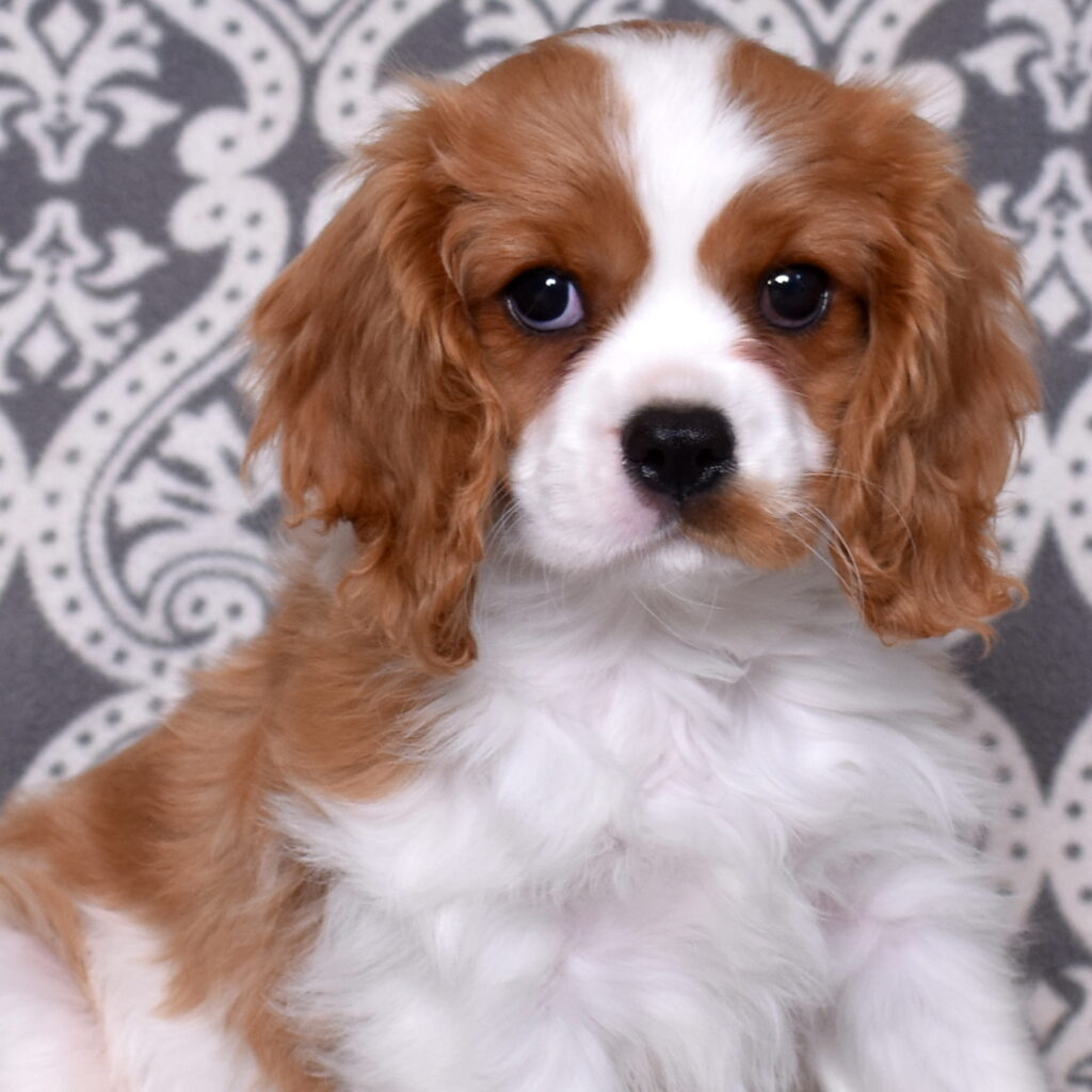 Blenheim Cavalier Little Stream Puppies