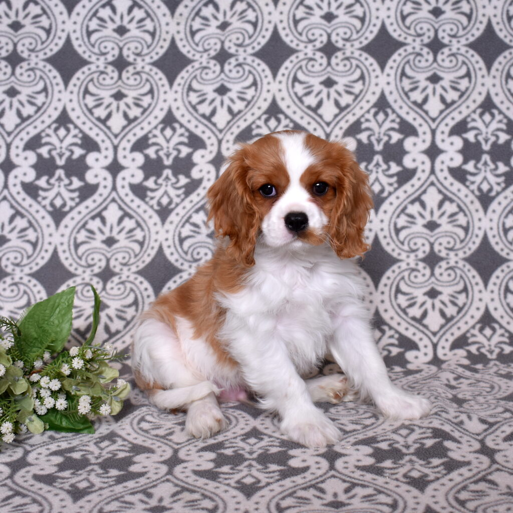 Blenheim Cavalier from Little Stream Puppies for sale