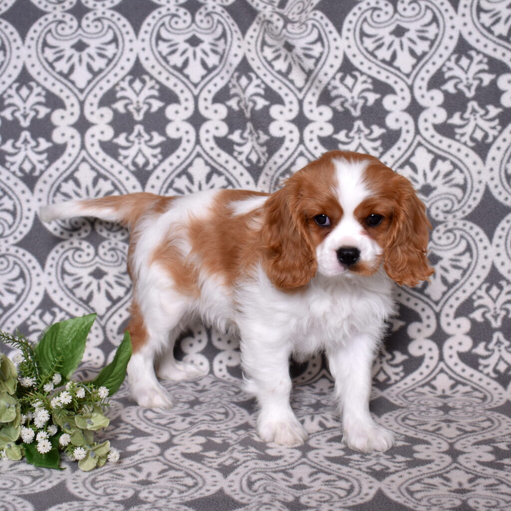 Blenheim Cavalier puppies