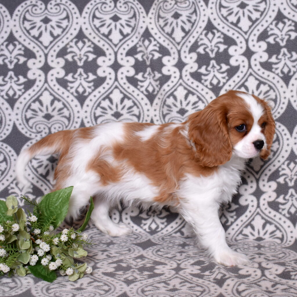 Blenheim Cavalier puppy