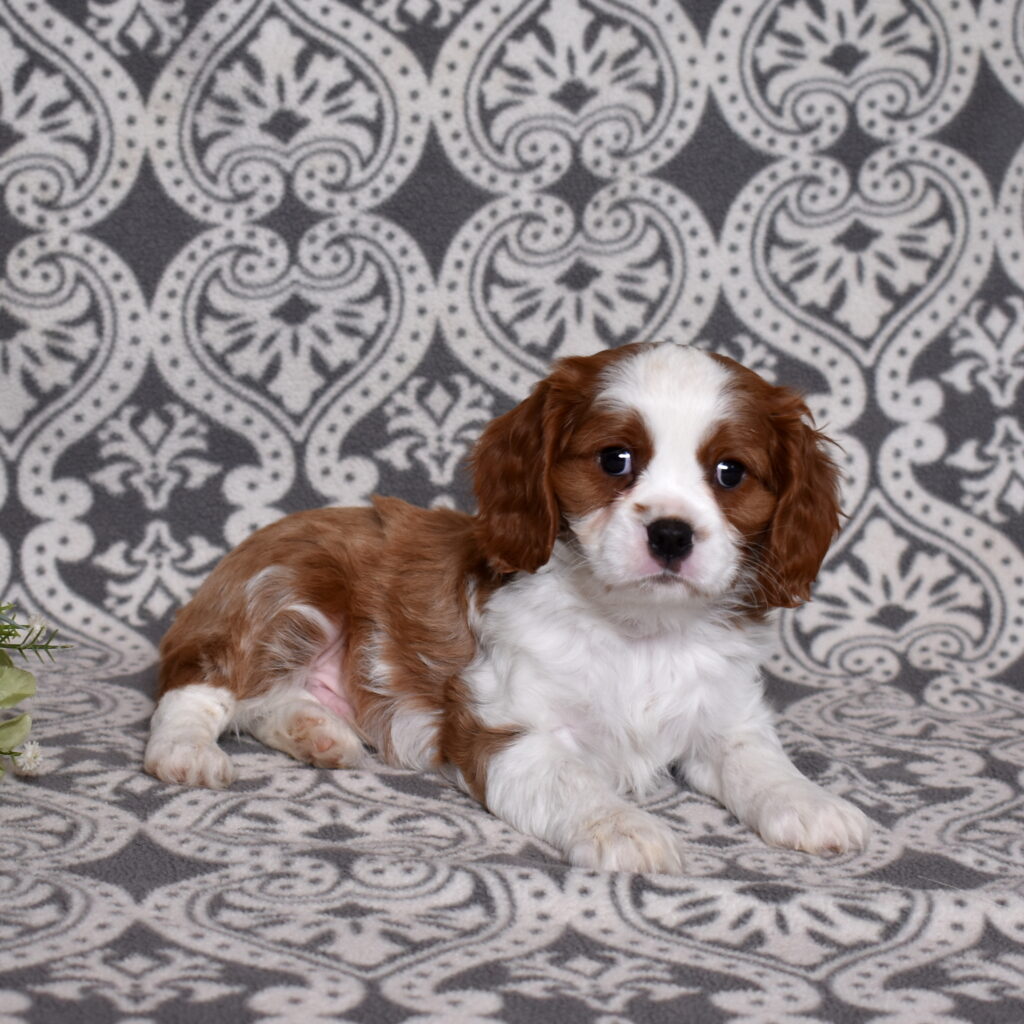 Blenheim Cavalier puppy