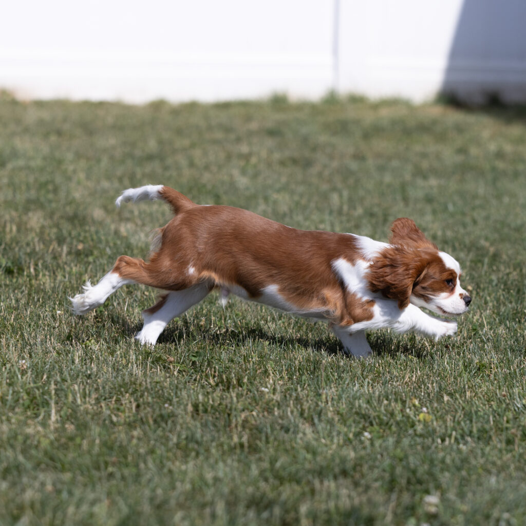 Blenheim Cavalier puppy