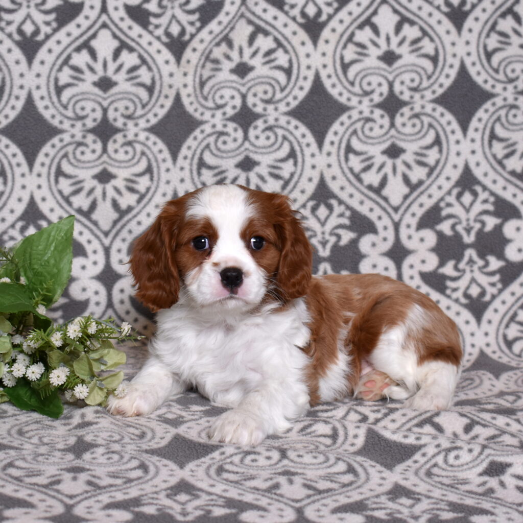 Blenheim Cavalier puppy for sale
