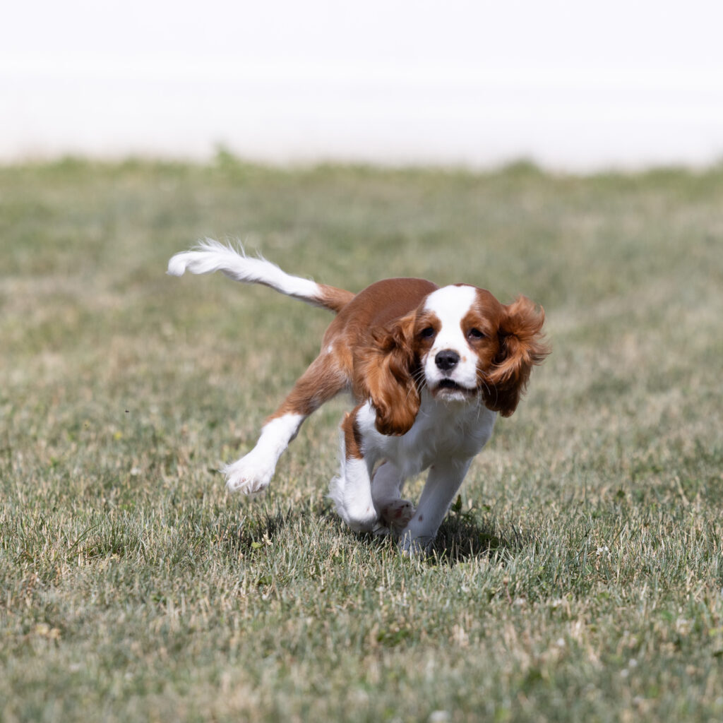 Blenheim Cavalier puppy for sale