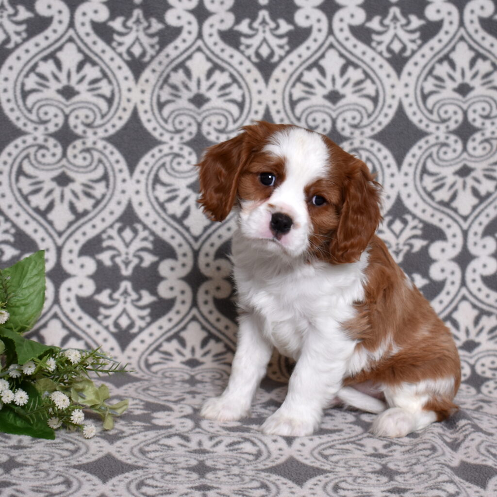 Blenheim Cavalier puppy for sale lancaster pa