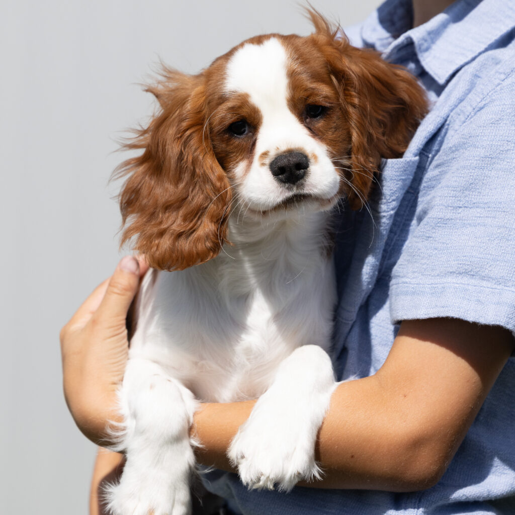 Blenheim Cavalier puppy for sale near lancaster