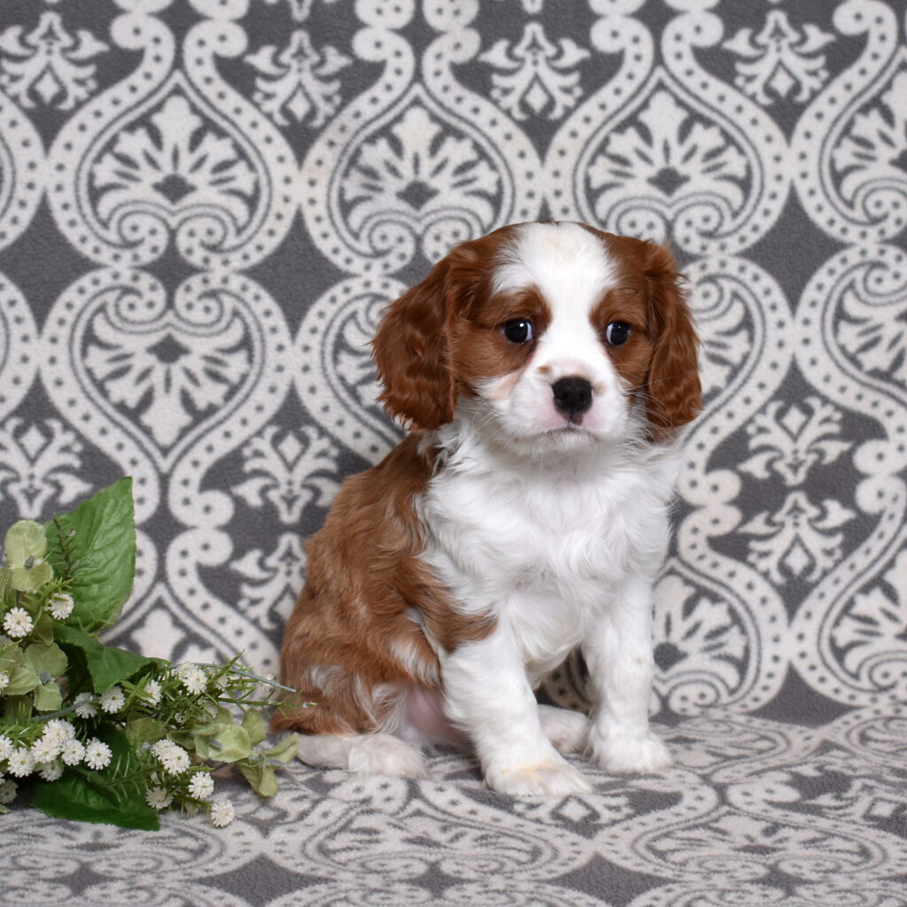 Blenheim Cavalier puppy for sale near me