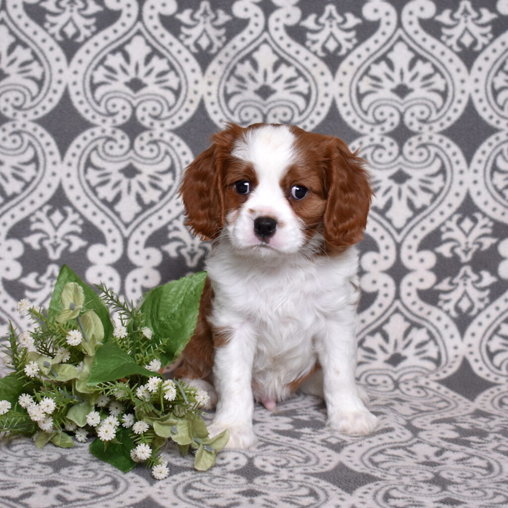 Blenheim Cavalier puppy for sale pa