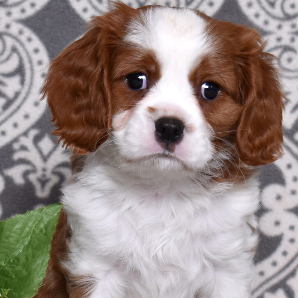 Blenheim Cavalier puppy lancaster pa
