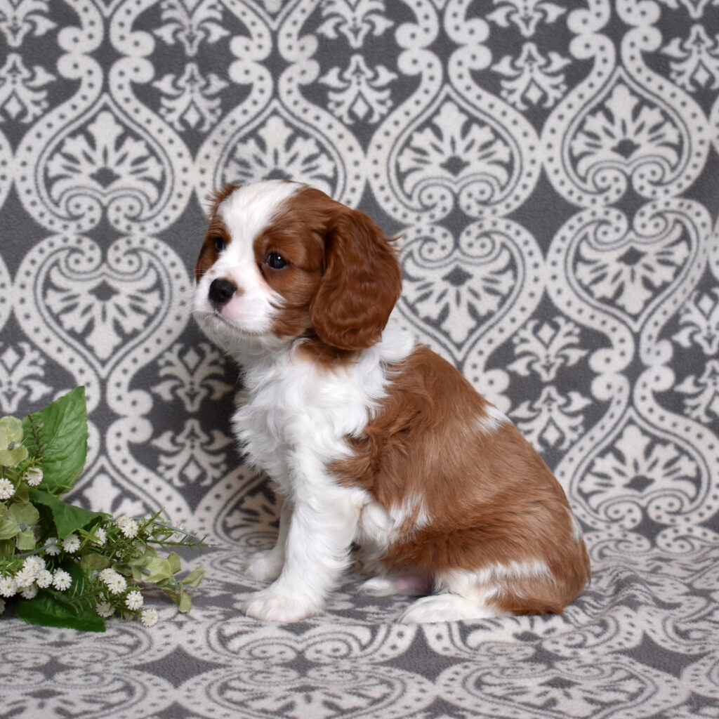 Blenheim Cavalier puppy little stream puppies