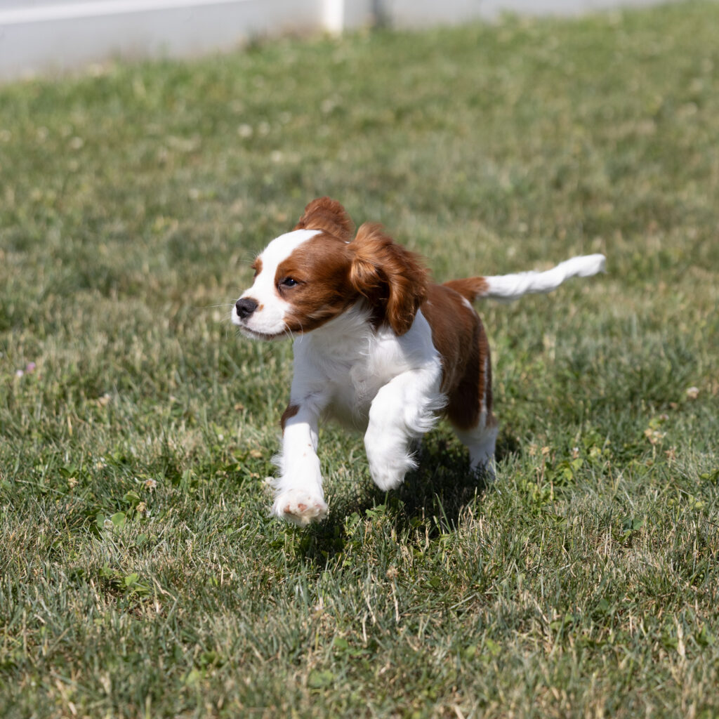 Blenheim Cavalier puppy near me