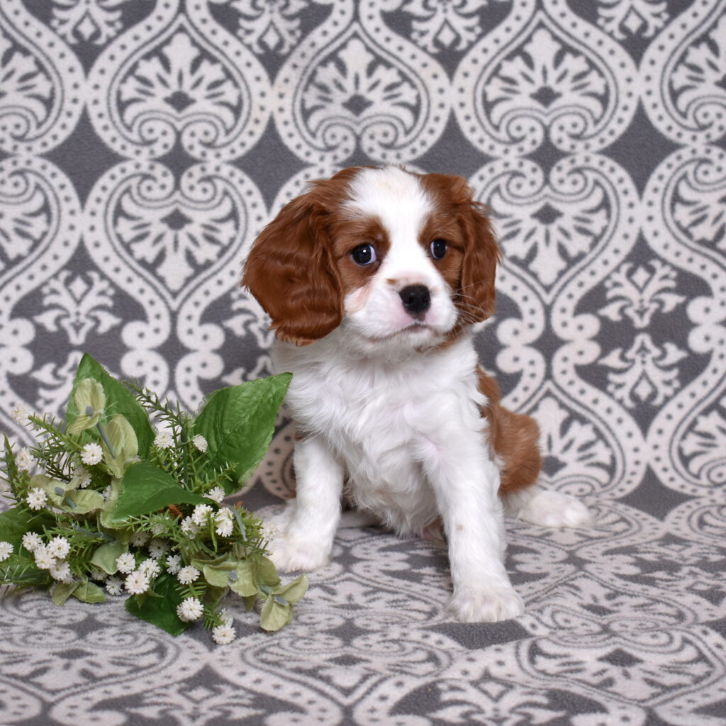 Blenheim Cavalier puppy pa