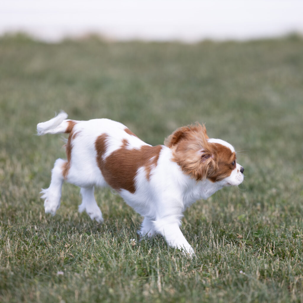 Cavalier King Charles Spaniel Puppy