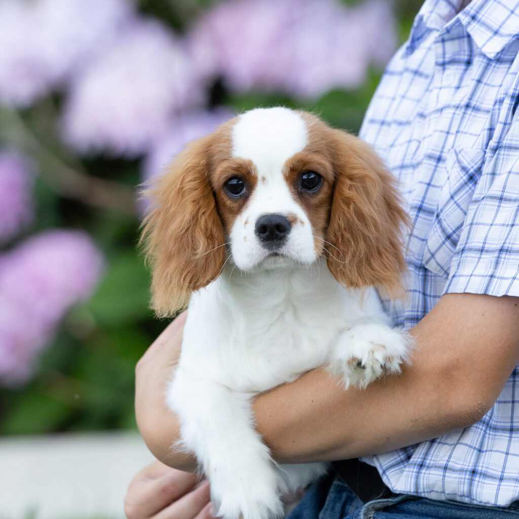 Cavalier King Charles Spaniel Puppy