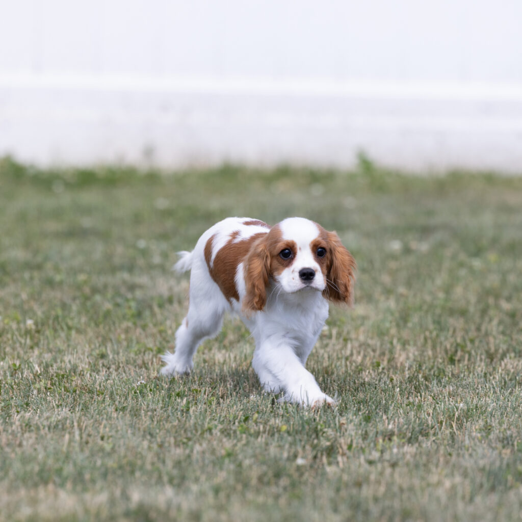 Cavalier King Charles Spaniel Puppy For Sale
