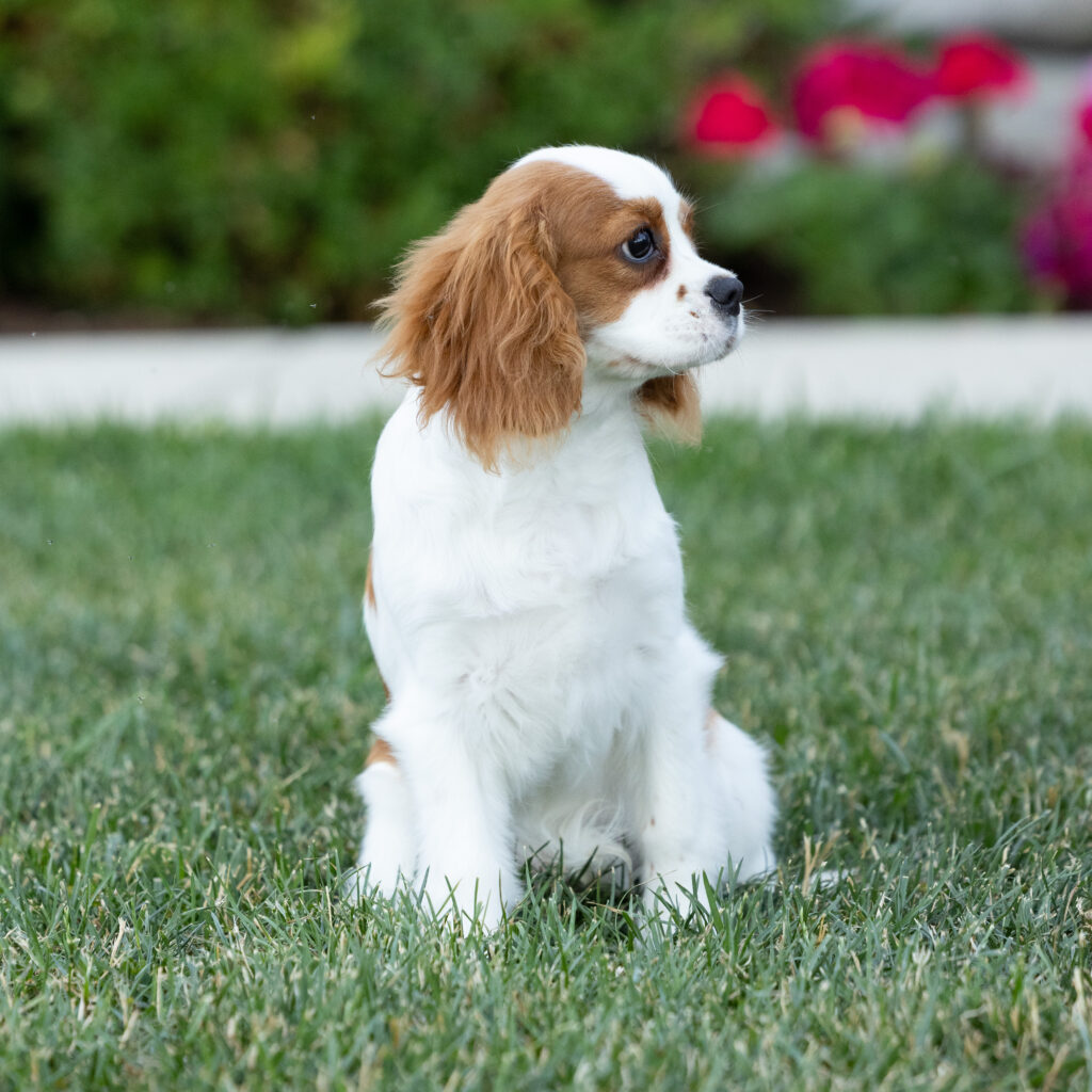 Cavalier King Charles Spaniel Puppy For Sale PA