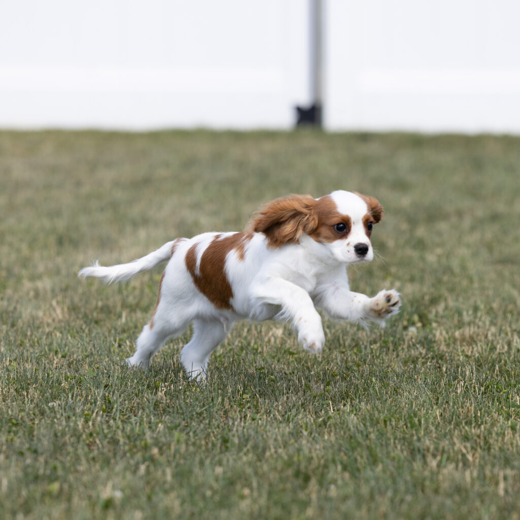 Cavalier King Charles Spaniel Puppy For Sale near lancaster pa