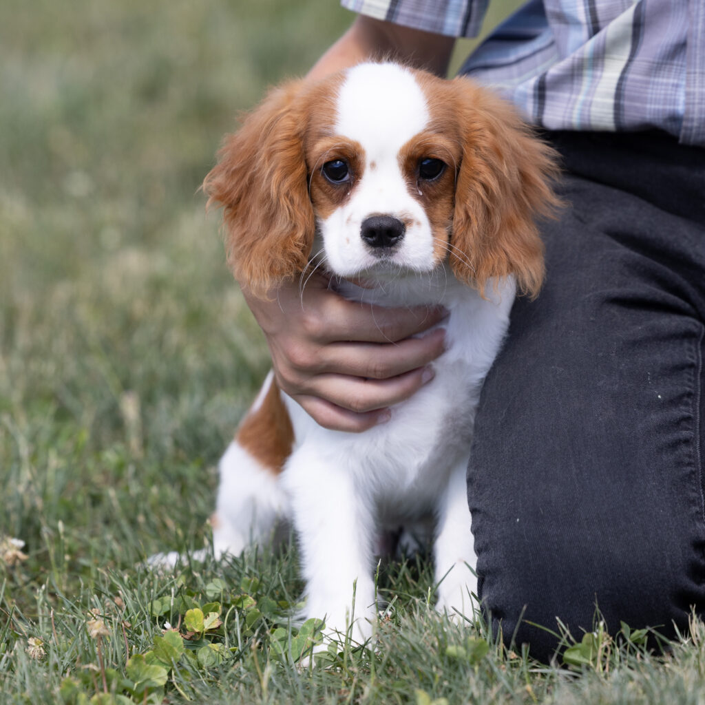 Cavalier King Charles Spaniel Puppy For Sale near me
