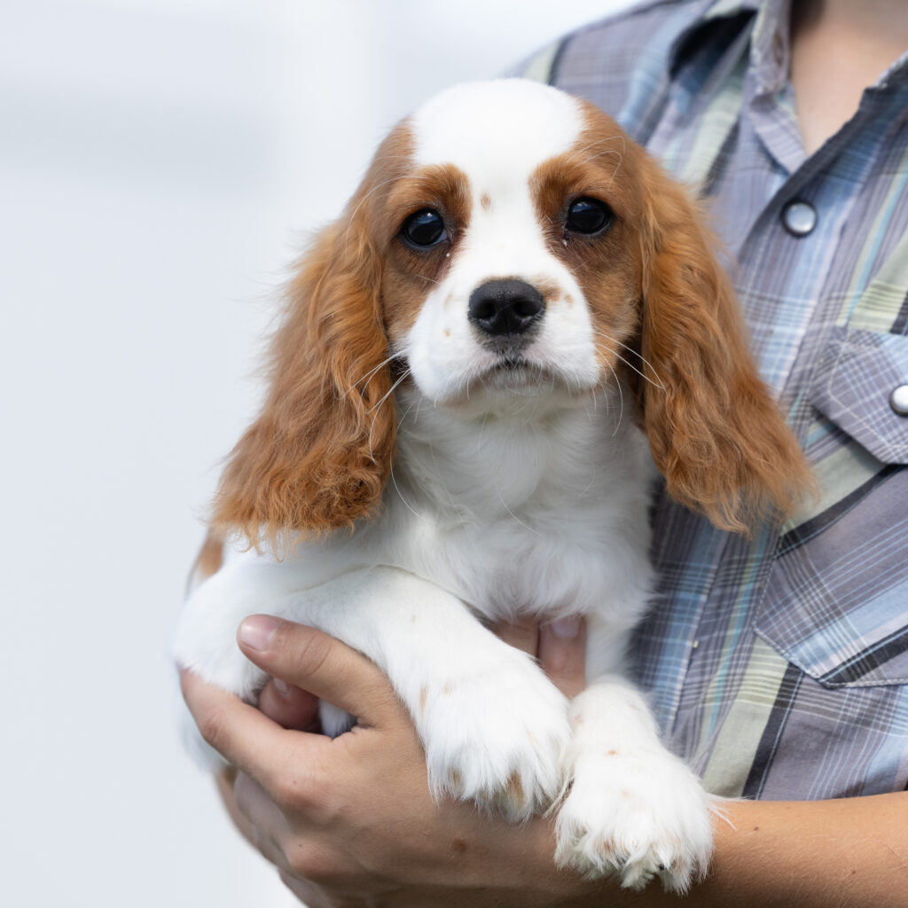 Cavalier King Charles Spaniel Puppy For Sale pa