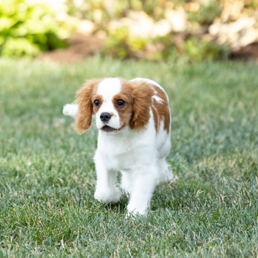 Cavalier King Charles Spaniel Puppy PA