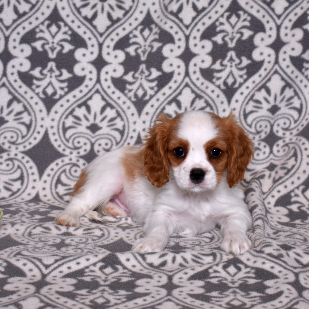 Cavalier King Charles Spaniel puppy for sale