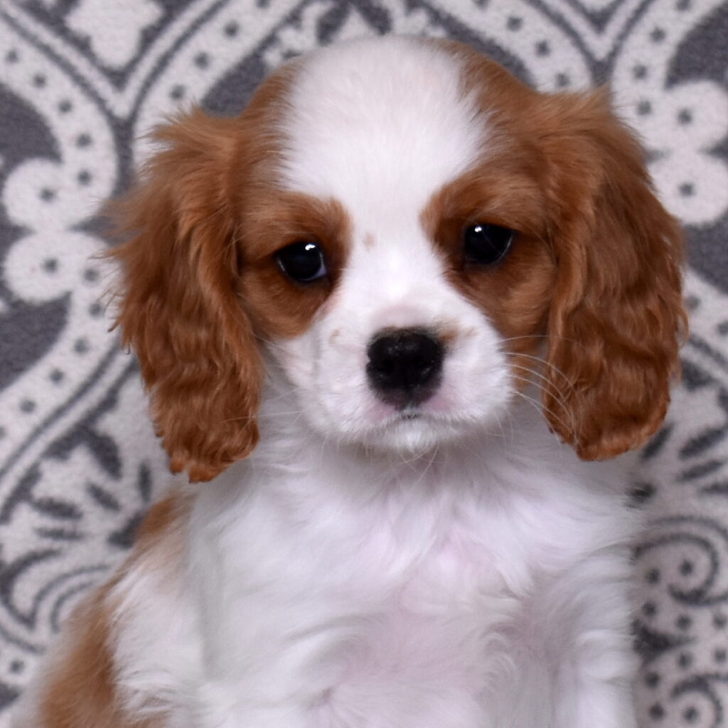 Cavalier King Charles Spaniel puppy for sale lancaster